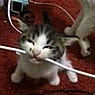 动画猫咬电线图腾换肤(Animated Cat Biting Wire Totem Reskin)