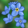 勿忘我光影(Forget-Me-Not Shaders)