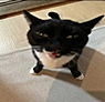 诡异猫图腾(Freaky Cat Totem)