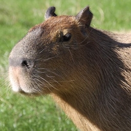 CacapipiBara SMP 模组包